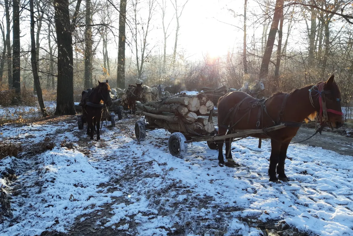 Trei bărbați, prinși în flagrant în timp ce tăiau ilegal arbori din pădure