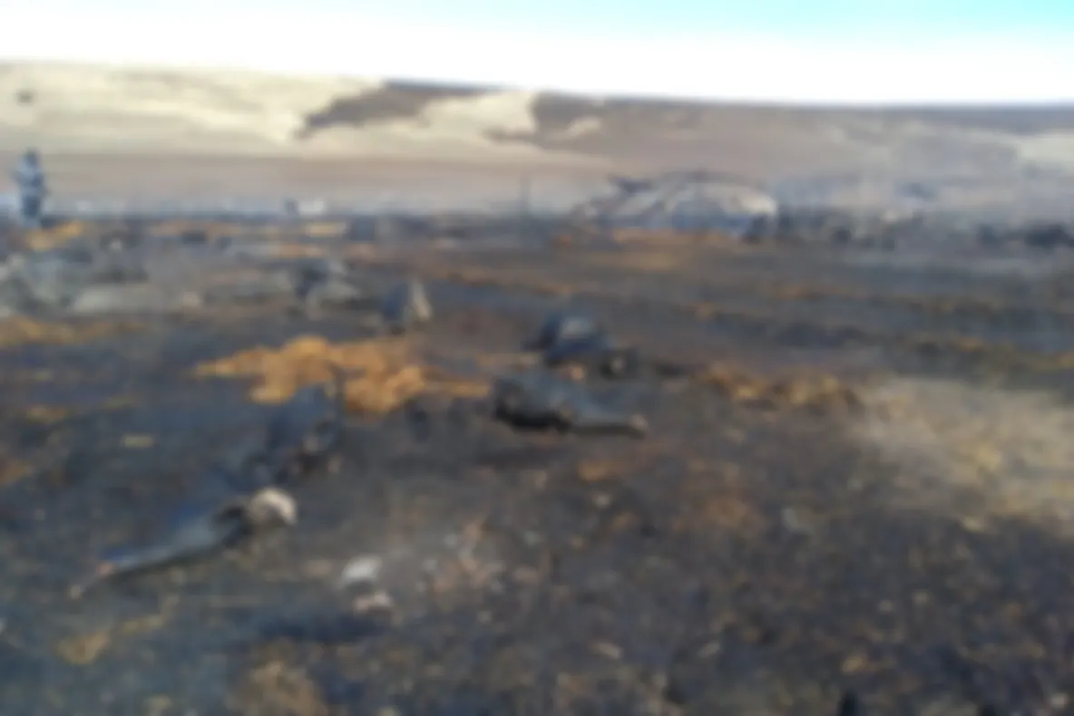 Aproape 200 de oi au ars de vii într-un incendiu de mari proporţii