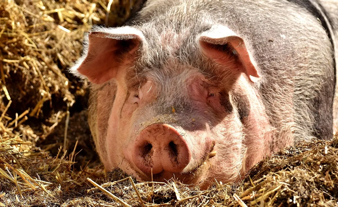 Trei noi focare de pestă porcină africană, confirmate în judeţul Galaţi