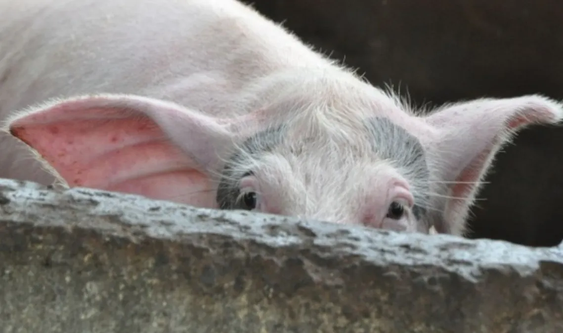 Un nou focar de pestă porcină africană în apropiere de Vlădeşti