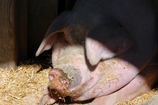 Sute de porci din Negrileşti vor fi ucişi din cauza pestei africane
