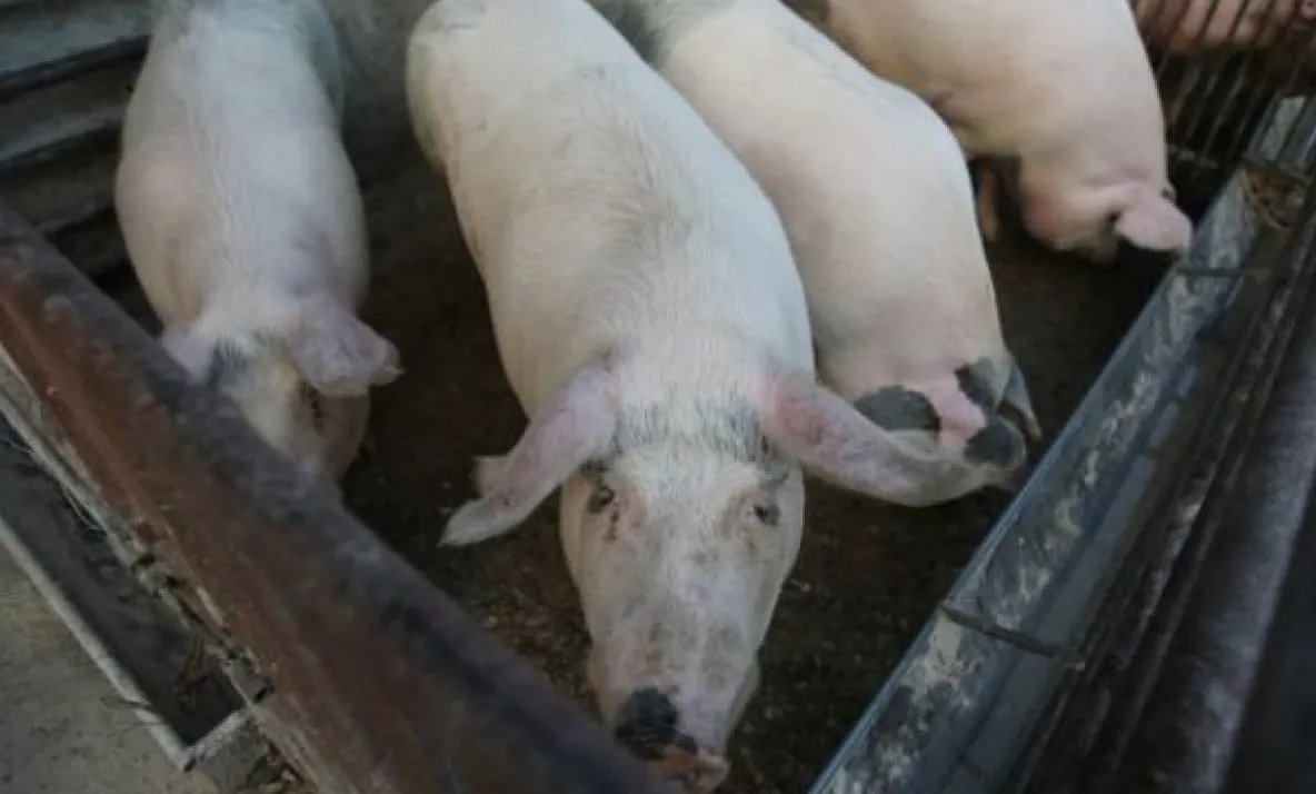 Peste 300 de porci eutanasiați la Tălpigi, din cauza pestei africane