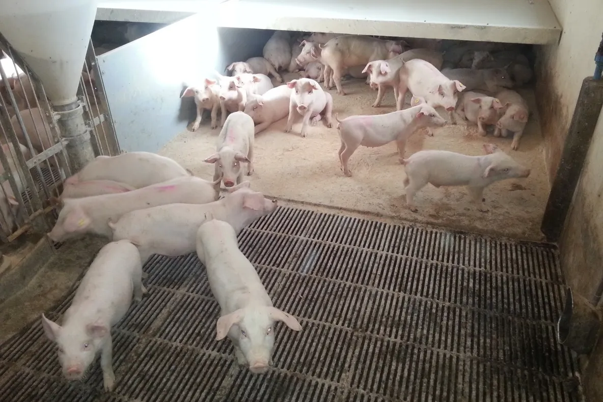 Un alt focar de pestă porcină pe teritoriul județului Galați