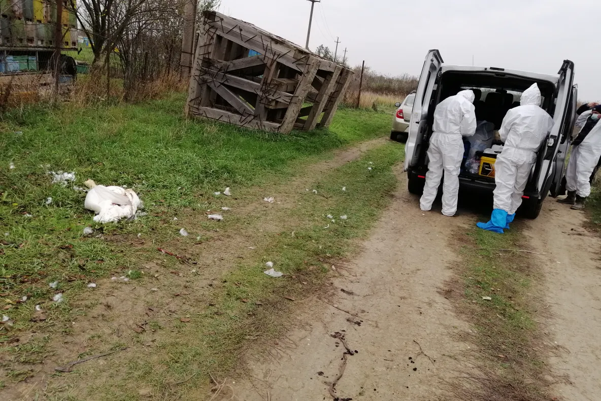 Lebădă găsită moartă pe un canal de către un pescar