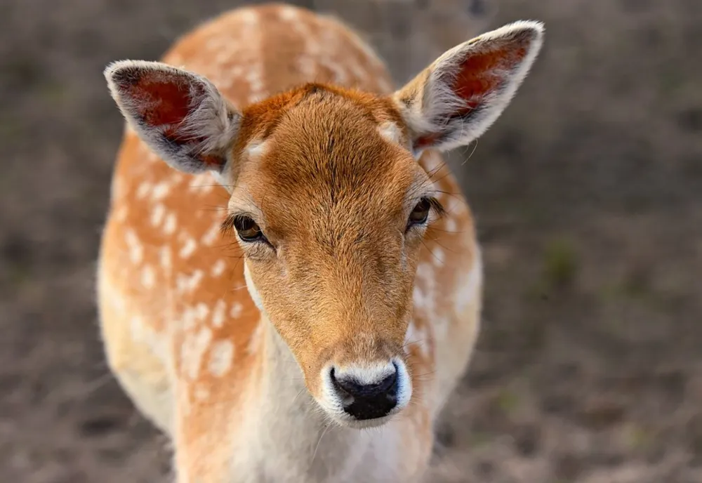 Câinii din pădurea Gârboavele au atacat căprioarele de la Zoo