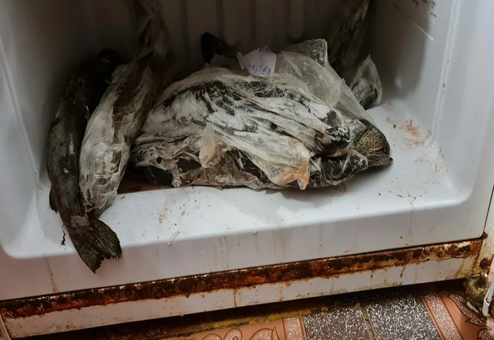 FOTO+VIDEO: Excremente de şoareci în căni şi mâncare mucegăită, într-un restaurant din municipiul Galați