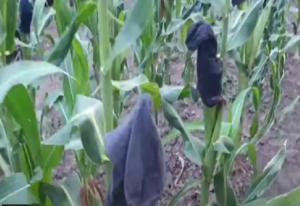 VIDEO"Soluția" inedită găsită de un fermier pentru a-și PROTEJA porumbul de atacul ciorilor şi al graurilor