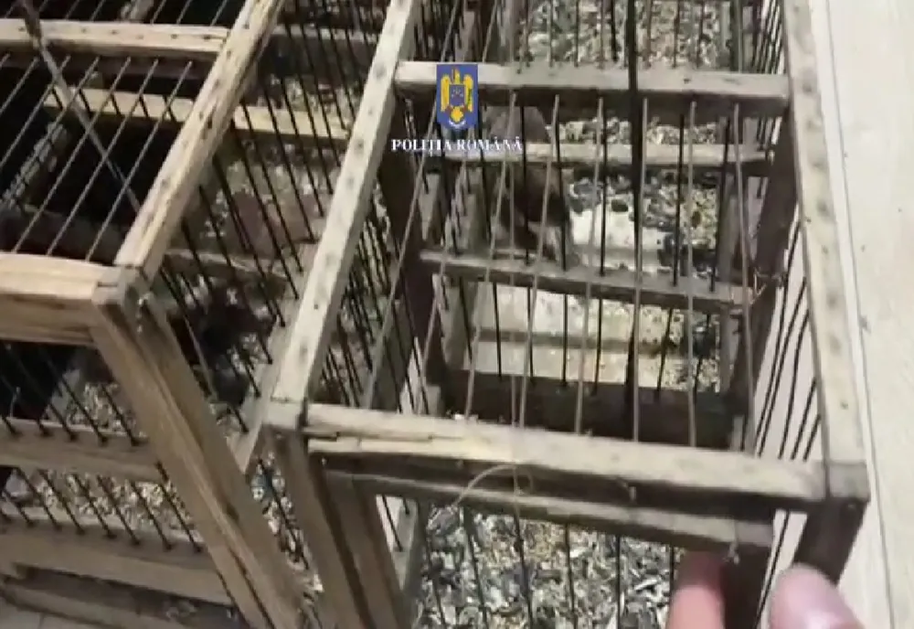Video: Prins de polițiști în timp ce captura, fără drept, exemplare de păsări din speciile Sticlete și Cânepar
