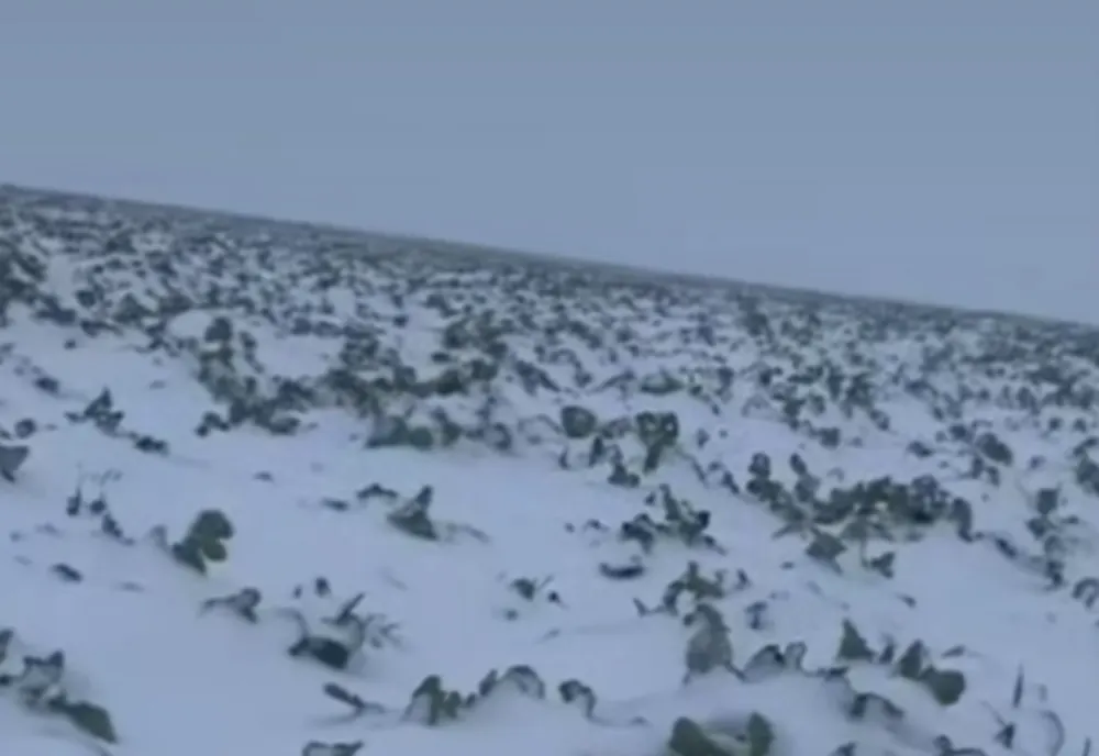 TEMPERATURILE SCĂZUTE AU PROVICAT DAUNE SEMNIFICATIVE. AGRICULTORII SE TEM DE UN ALT AN DEZASTRUOS