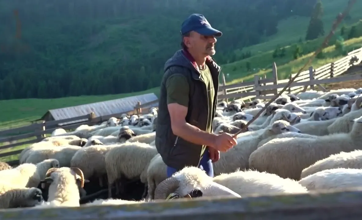 APIA începe plata a peste 2,1 milioane de lei pentru crescătorii de animale