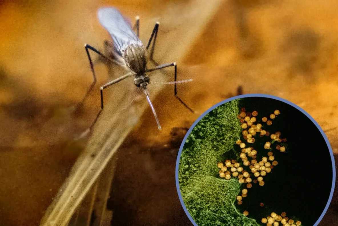 INSP: 3 cazuri de infecție cu virusul West Nile, confirmate în județul Galați în 2026
