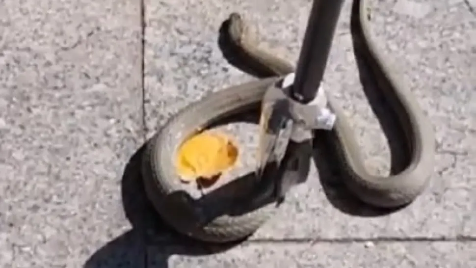 Alertă în Galați: șarpe de doi metri găsit într-o locuință. Intervenție de urgență a jandarmilor