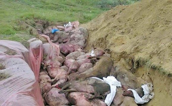 Trei noi cazuri de pestă porcină în judeţul Galaţi