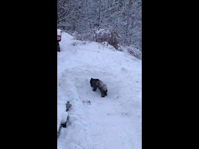 UPDATE/ A fost prins urmăritul internațional evadat din sediul Inspectoratului de Poliție