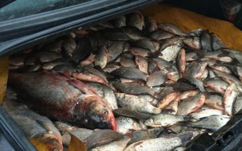 Peste 70 de kilograme de peşte, confiscate de la comercianţii moldoveni