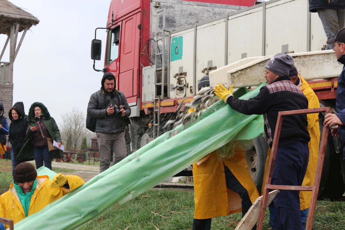 Trei tone de peşte pentru amatorii de pescuit la Balta Zătun