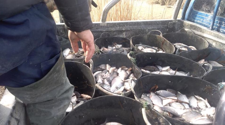 Bălţile folosite de pescarii gălăţeni au început să fie populate cu peşte
