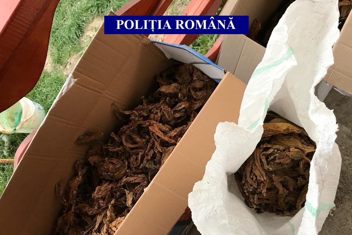 A fost lansată o nouă campanie de sterilizare a câinilor la Galați