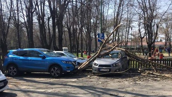 În judeţul Galaţi au fost tăiaţi ilegal arbori în valoare de 9 milioane de lei