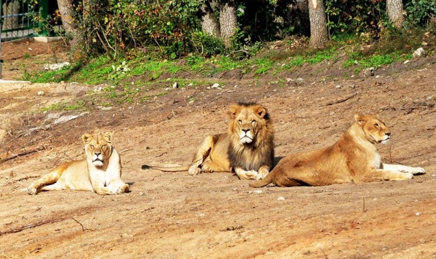 Grădina Zoologică de la Gârboavele va fi deschisă şi de Paşte