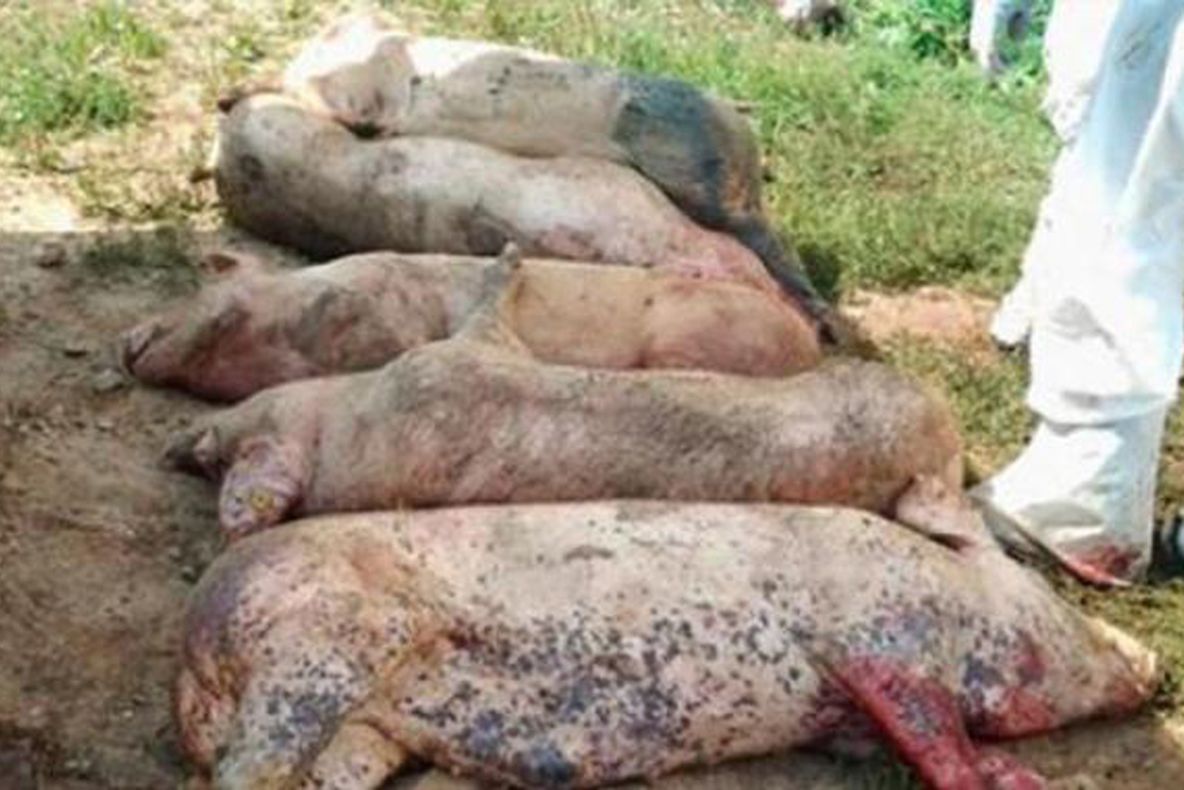 Focar de pestă porcină africană în comuna gălăţeană Bălășești