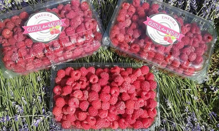 La Tuluceşti se construieşte o fabrică de dulceaţă de zmeură