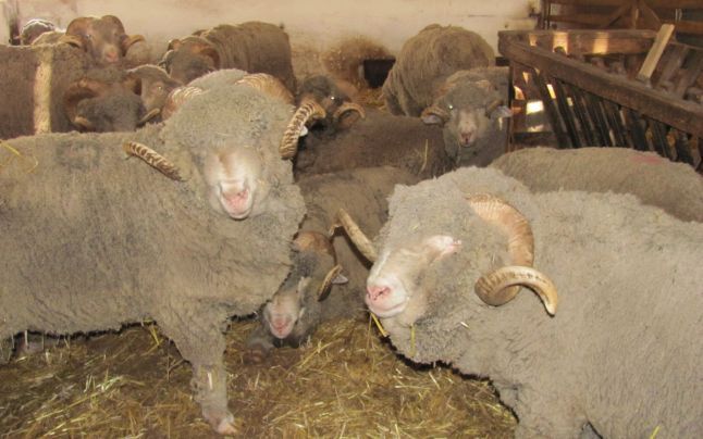 Mai mulţi producători şi procesatori în agricultura ecologică la Galaţi