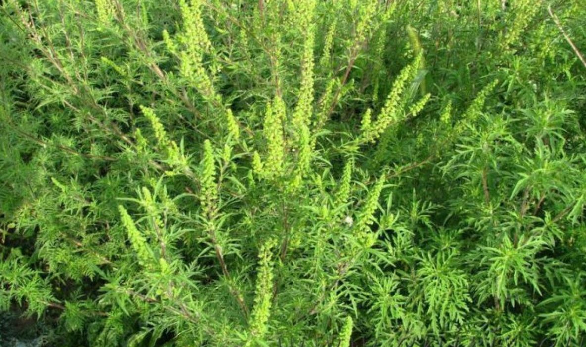 Primăria cere ajutorul gălăţenilor pentru distrugerea ambroziei