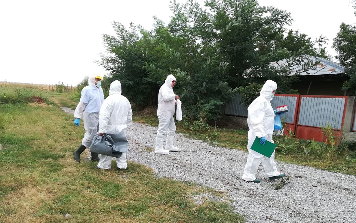 Pesta porcină se extinde în județ