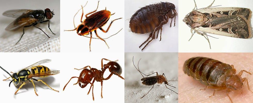 Primăria Galaţi se luptă cu gândacii şi şobolanii din sediu