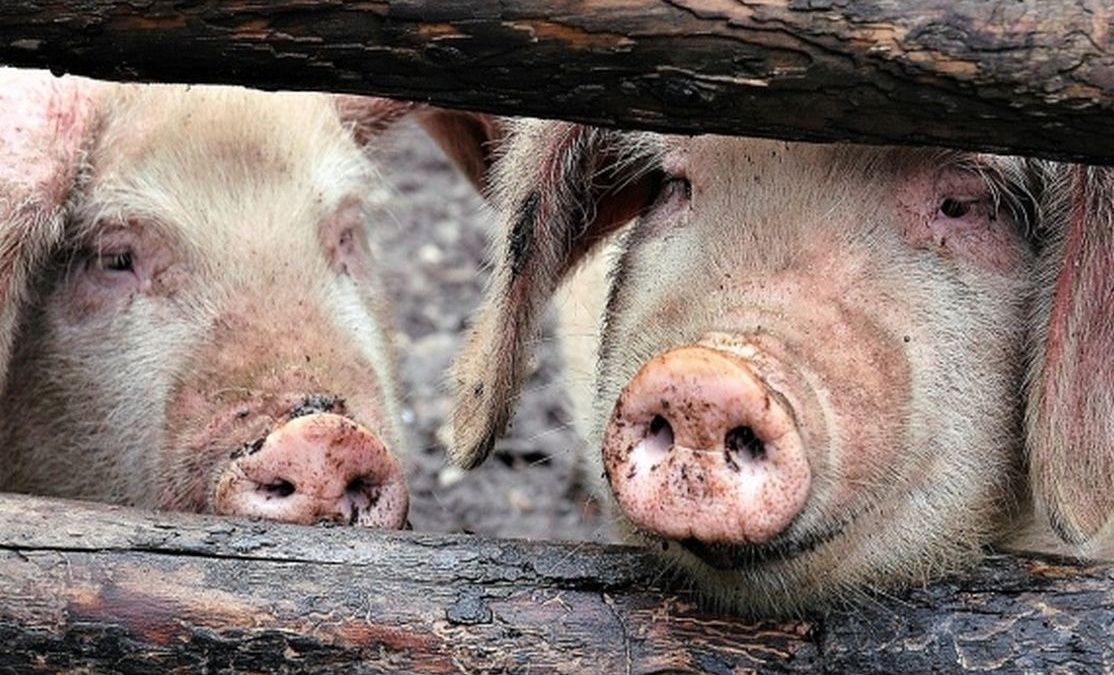 Focare noi de pestă porcină africană, la Braniştea şi Şendreni