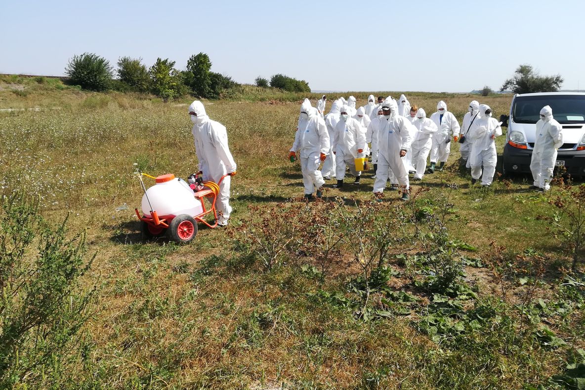 Mistreți morți de pestă descoperiți în Pădurea Gârboavele