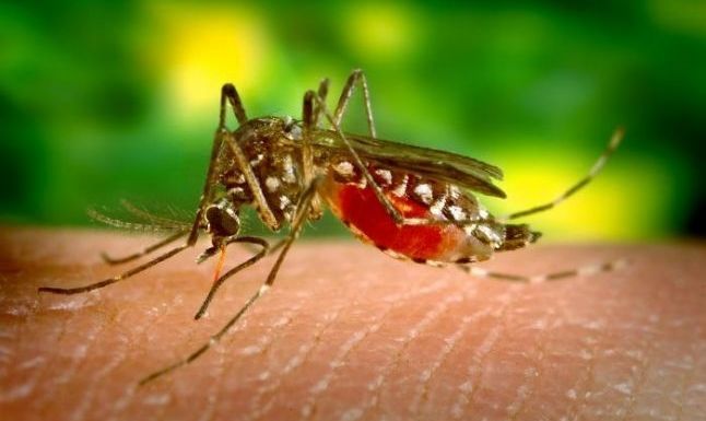 Primul caz de infecţie cu virusul West Nile în acest sezon, la Galaţi