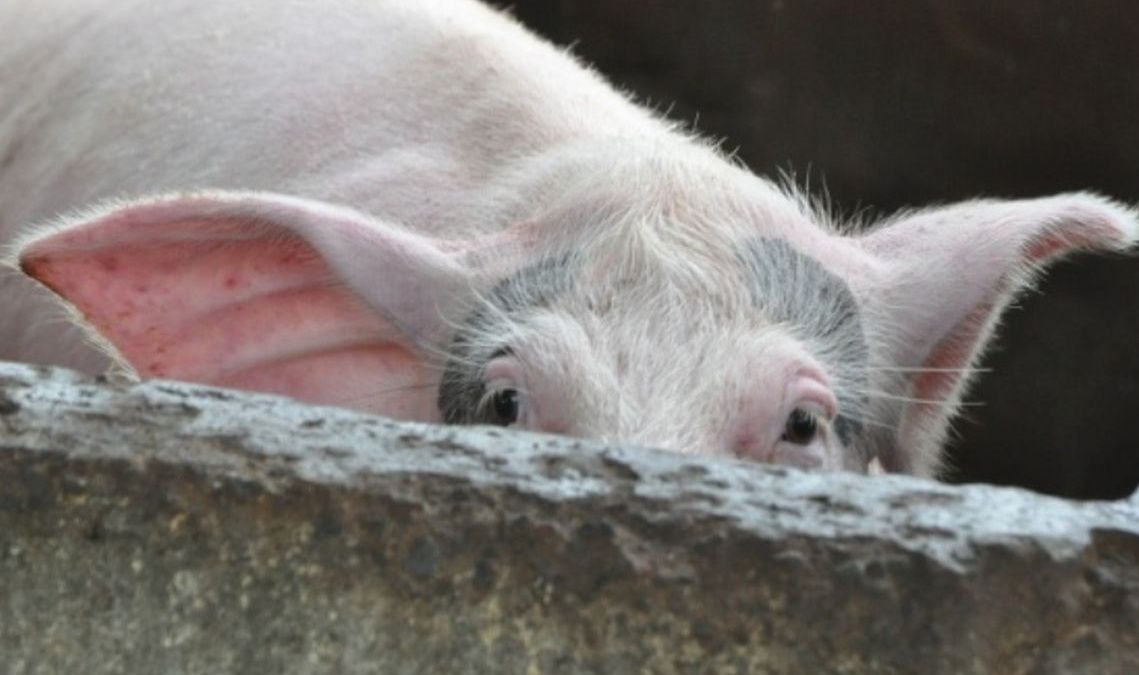 Un nou focar de pestă porcină africană în apropiere de Vlădeşti