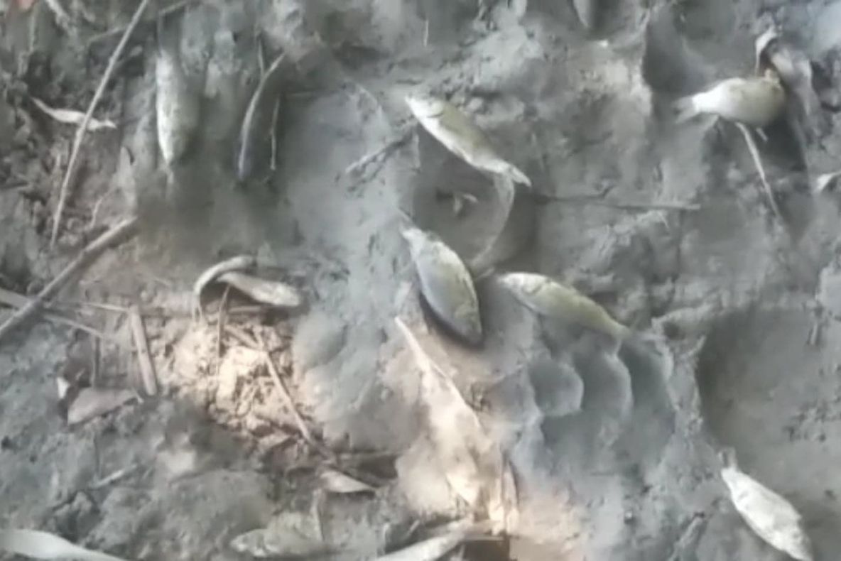 Mor peștii în baltă din cauza lipsei unor avize de la centru