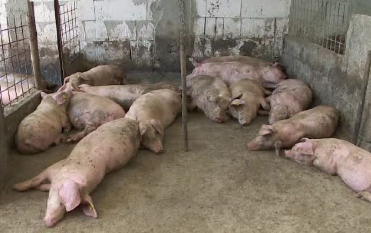 Focar de pestă porcină africană la marginea comunei Munteni