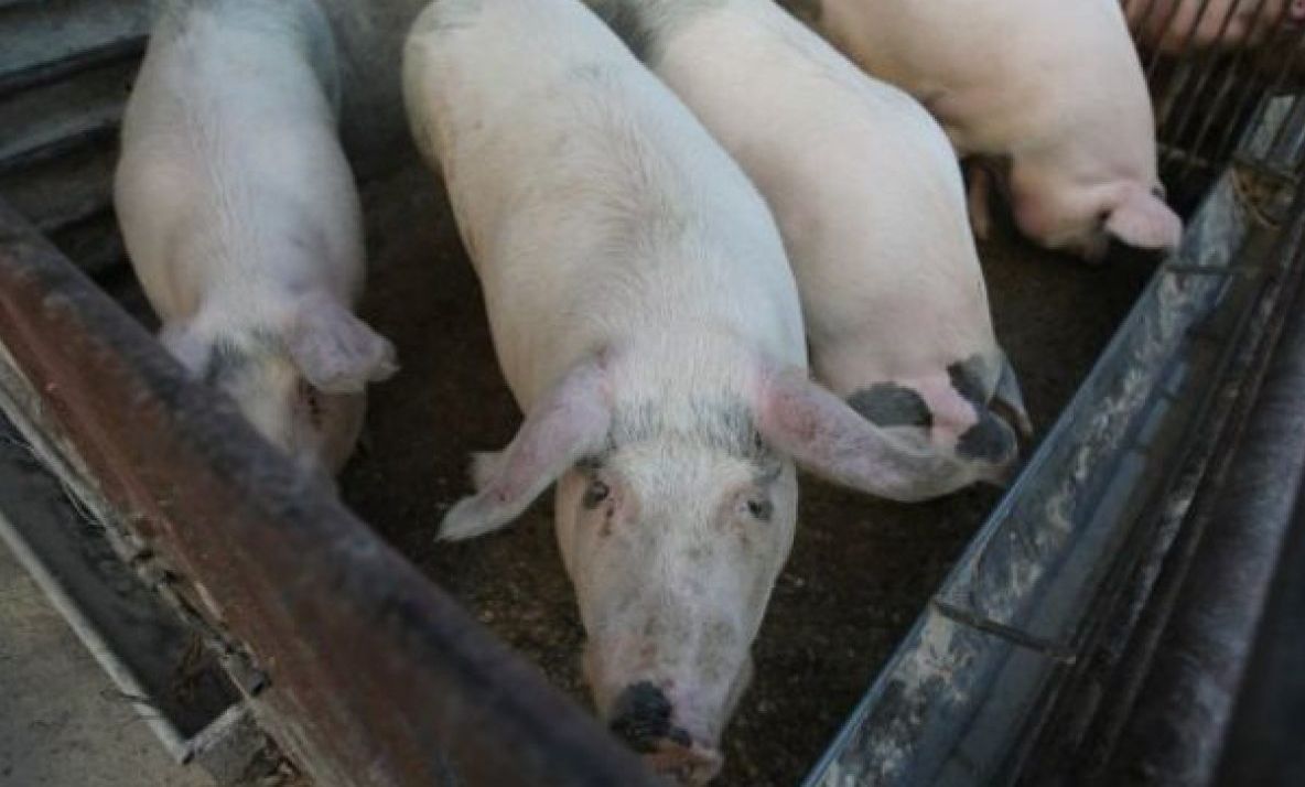 Peste 300 de porci eutanasiați la Tălpigi, din cauza pestei africane