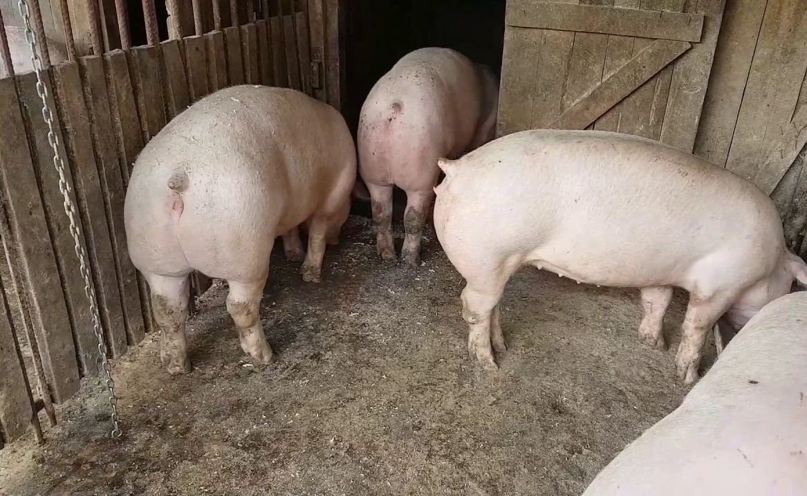 Focar de pestă porcină africană în gospodăria medicului veterinar