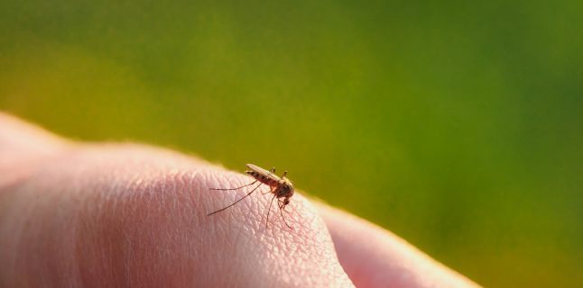 O gălăţeancă, infectată cu virusul West Nile după o excursie în Deltă