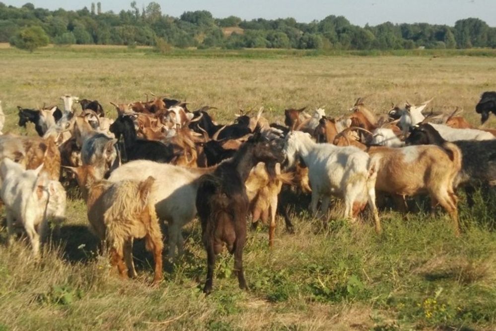Ciobanii din Târgu Bujor, amendați că au trecut cu turmele prin pădure