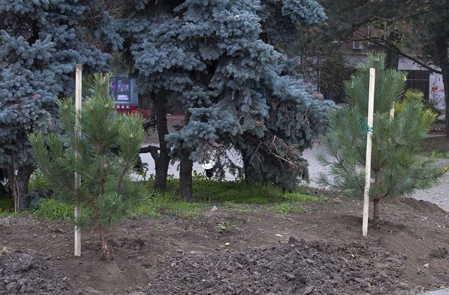 Administraţia gălăţeană va planta 2.000 de arbori în parcuri şi pe străzi