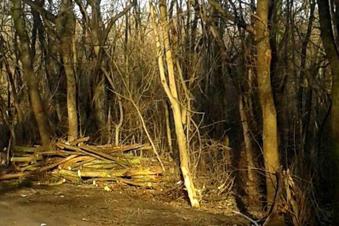 Un gălăţean a tăiat pădurea unui localnic din judeţul Vaslui