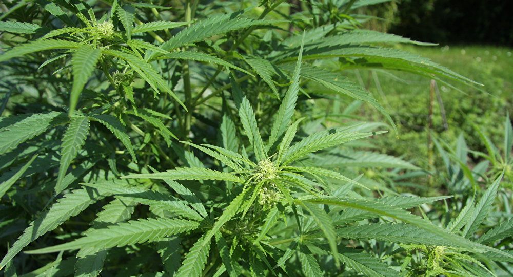 Folosirea cannabisului în scop medical - proiect trecut de Senat