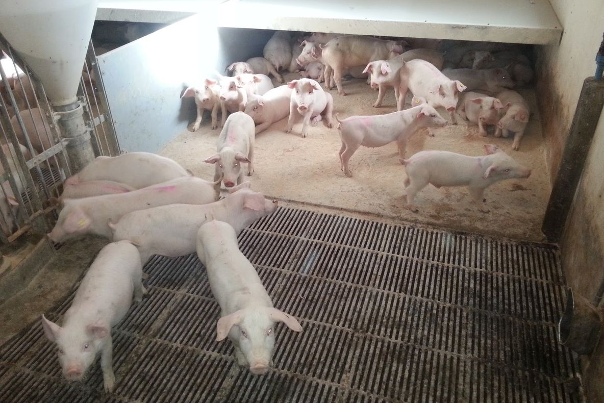 Un alt focar de pestă porcină pe teritoriul județului Galați