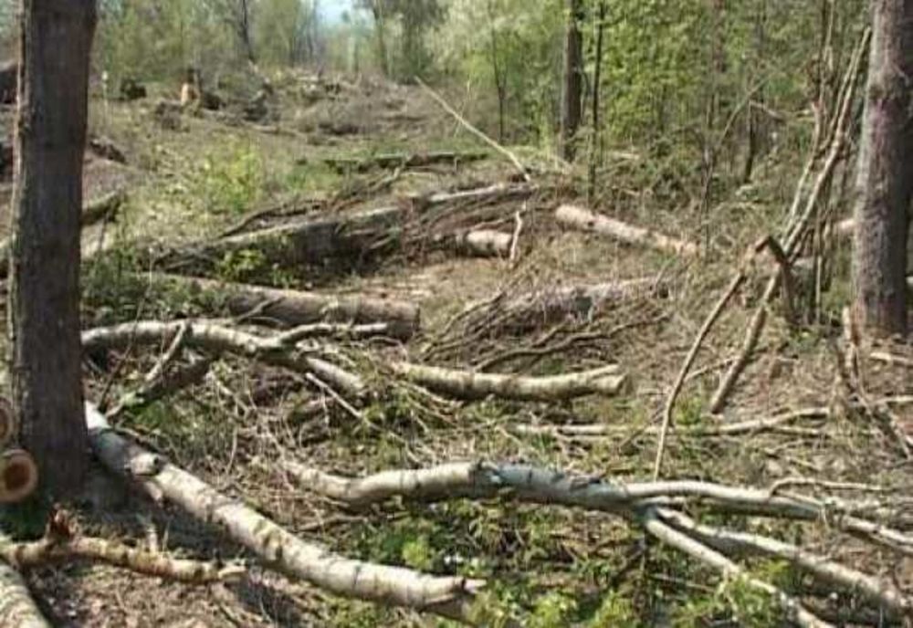 Pădurarii ar putea să poată deține arme letale