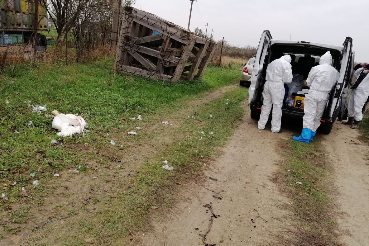 Lebădă găsită moartă pe un canal de către un pescar