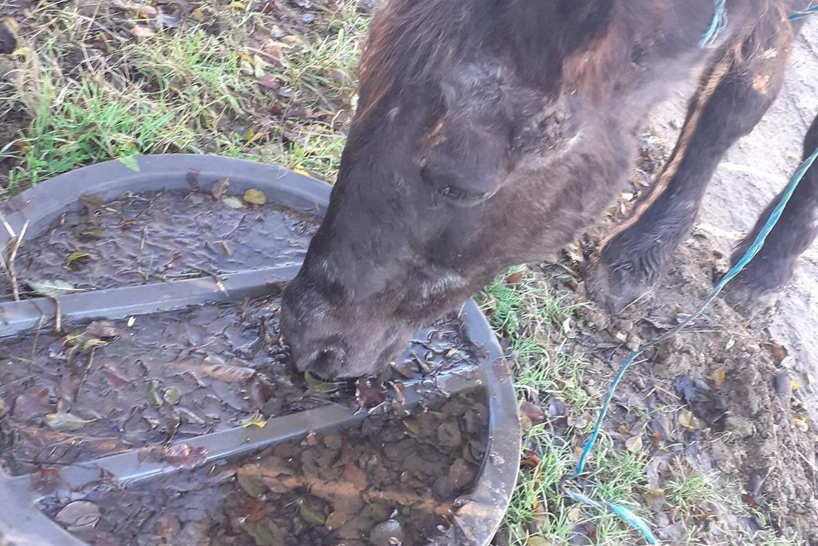 Un suflet își caută un cămin
