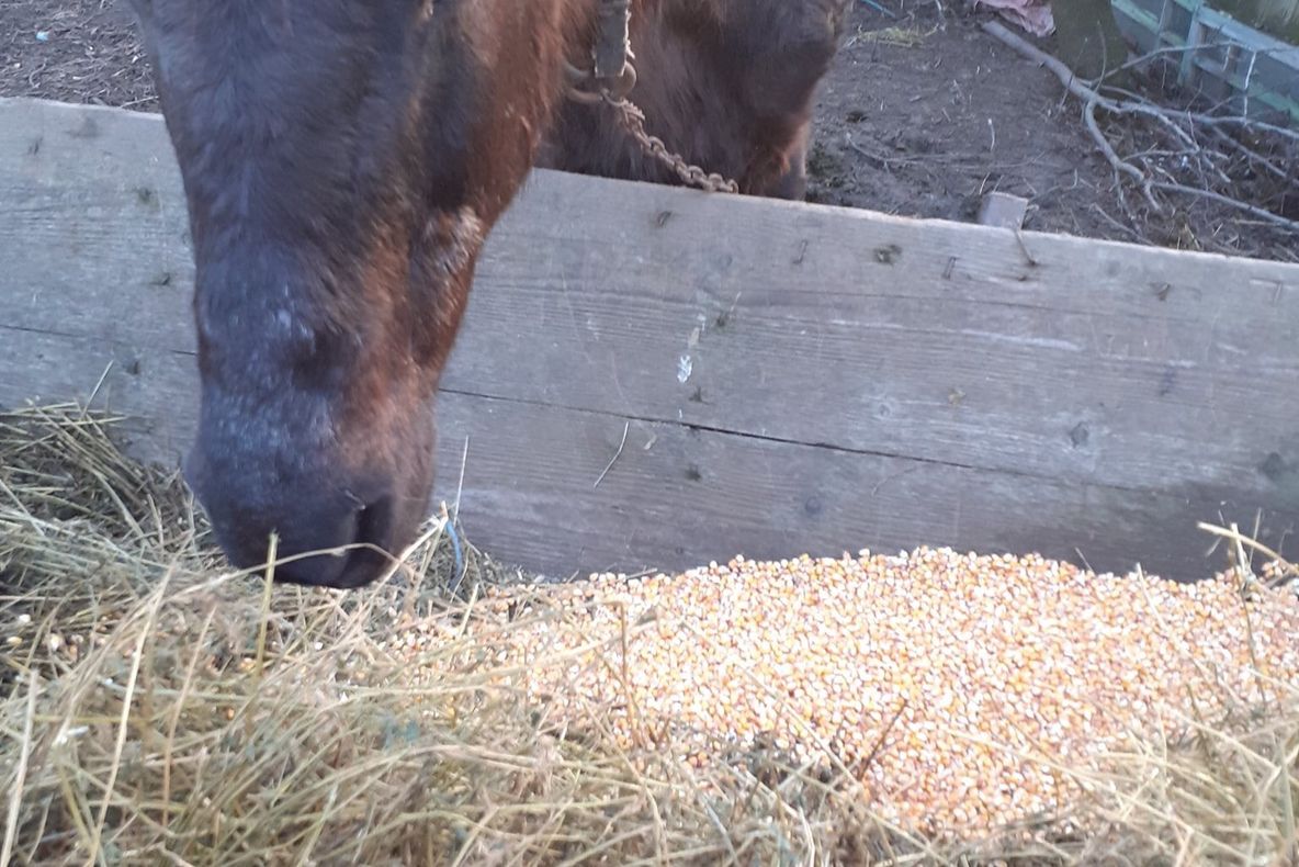 Speranța și-a găsit un cămin!