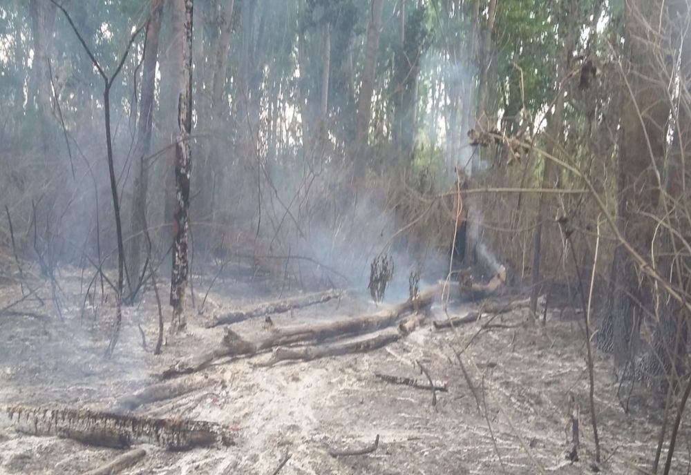 Incendiu de vegetație pe malul Dunării