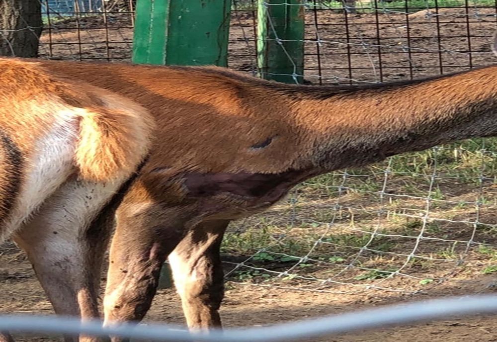 Acuzații la adresa administrației grădinii Zoo - ce spune un martor?